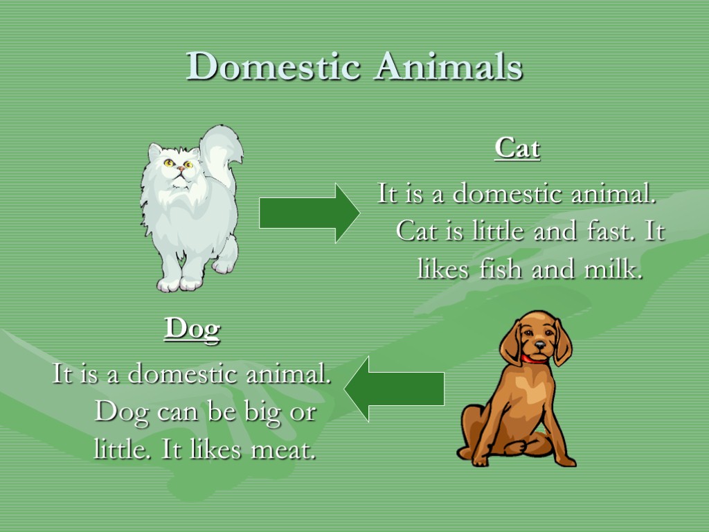 Domestic Animals Cat It is a domestic animal. Cat is little and fast. It